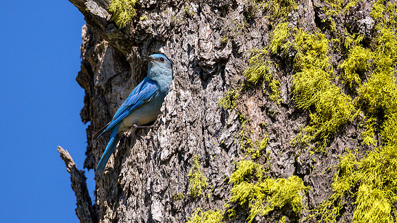 Mountain Bluebird