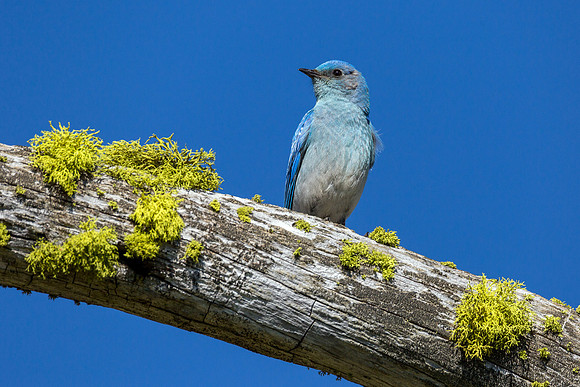 Mountain Bluebird