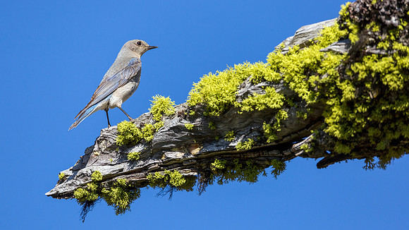 Mountain Bluebird