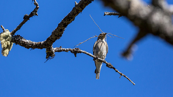 Mountain Bluebird