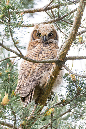 Great Horned Owlet
