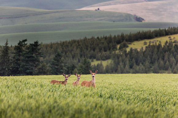Whitetail Deer
