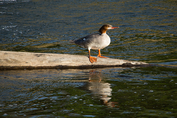 Common merganser