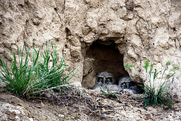 Baby Great Horned Owls