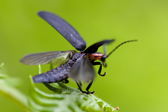 Beetle flying takeoff