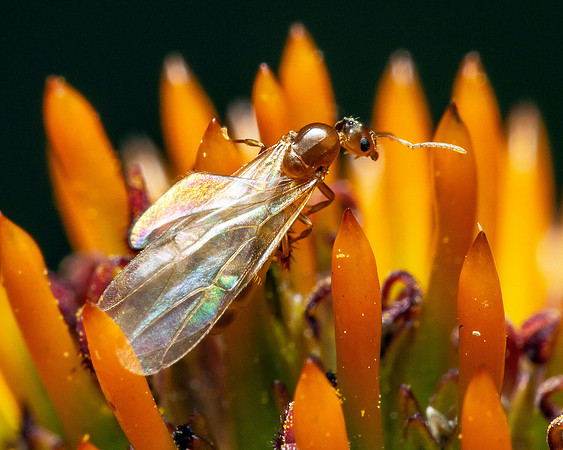 Brachymyrmex depilis queen
