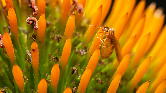 Brachymyrmex depilis queen