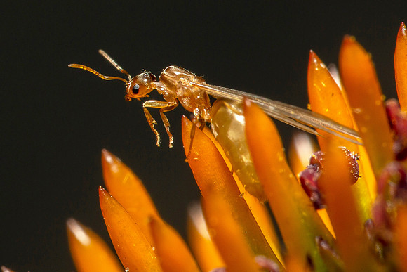 Brachymyrmex depilis queen
