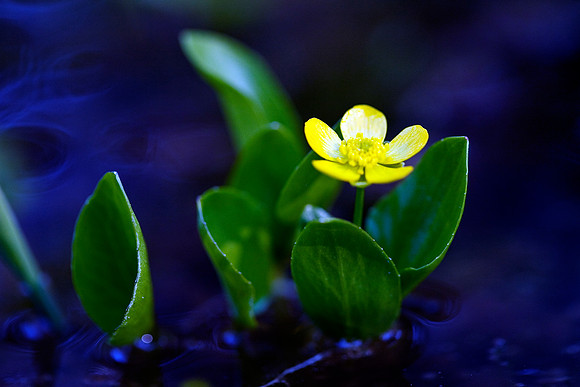 Marsh Flower