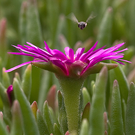 Hovering over ice plant flower