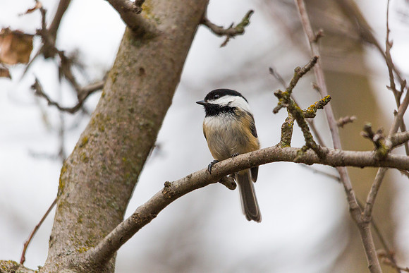 Black-capped Chickadee