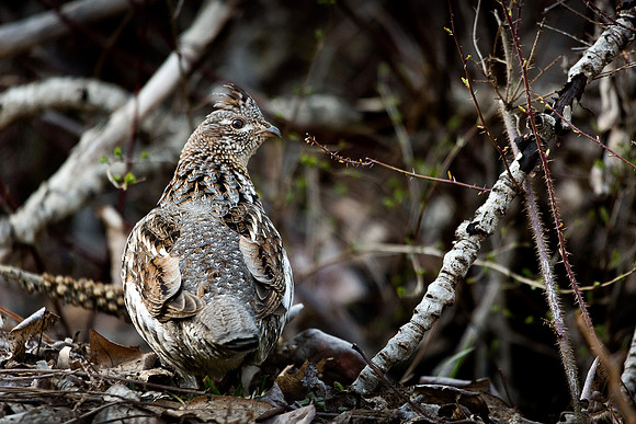 Ruffed Grouse