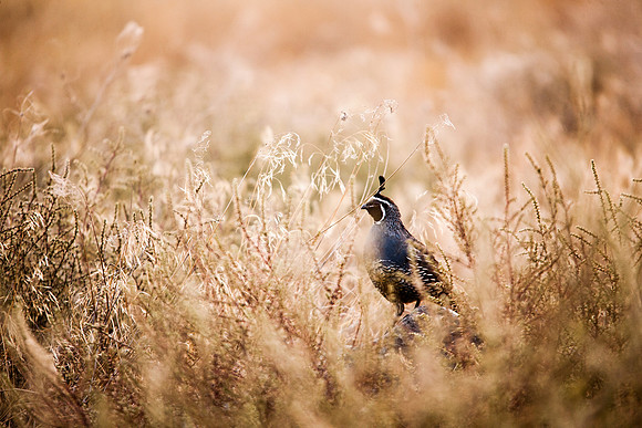 California Quail