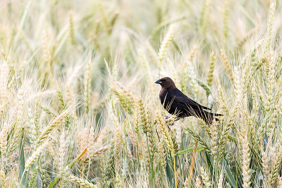 Cow Bird