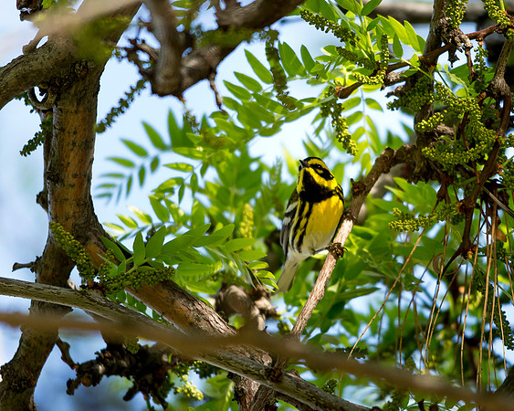 Townsend's Warbler