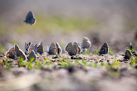 Butterflies