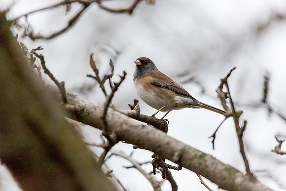 Dark-eyed Junco