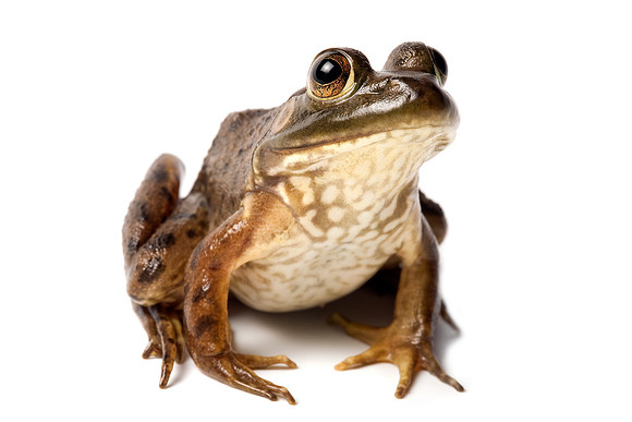 Bullfrog