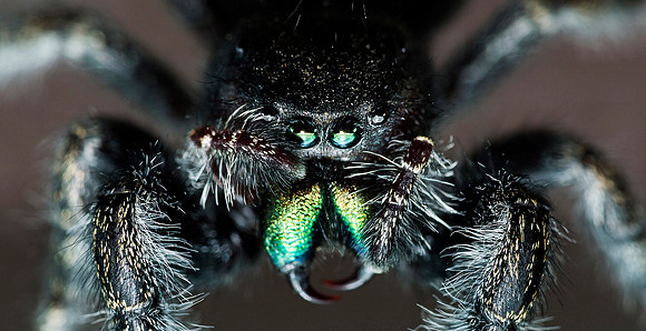 Jumping Spider