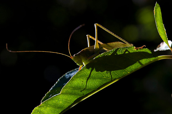 Katydid