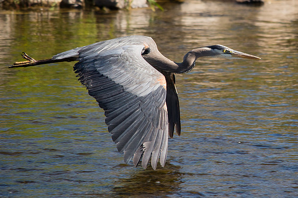 Great Blue Heron