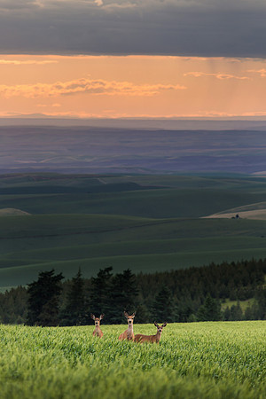 Whitetail Deer