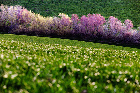 Fields and Trees, Walla Walla