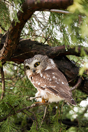 Saw-whet Owl