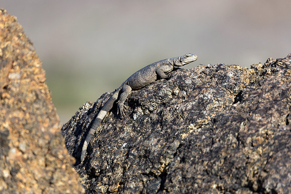 Chuckwalla