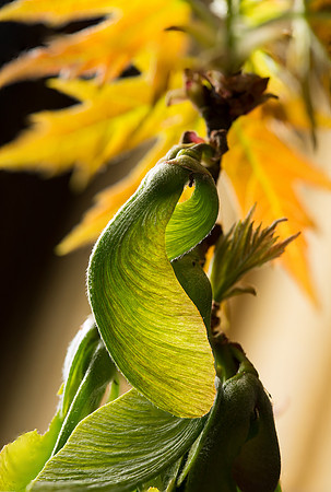 Maple Tree Seed Pod