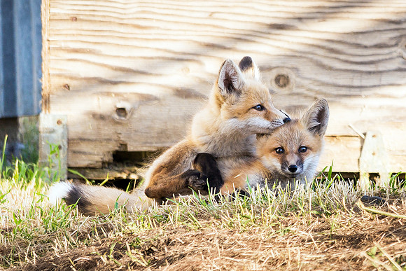 Fox Kits