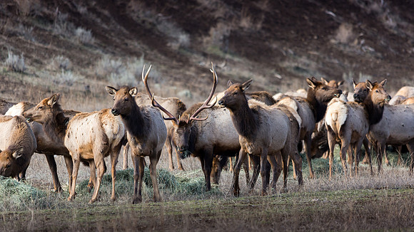 Elk