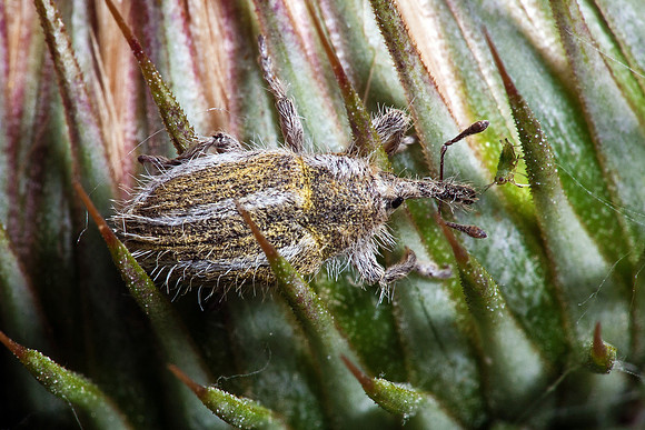 Weevil