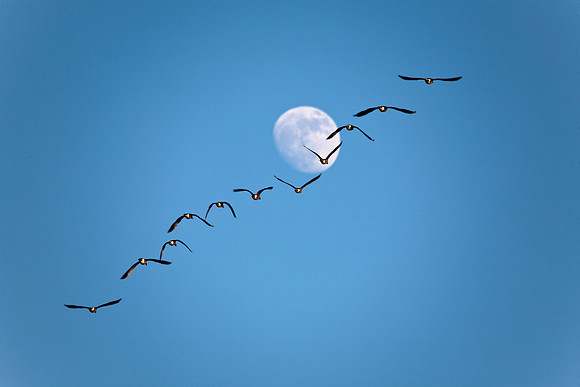 Flying Canada Geese
