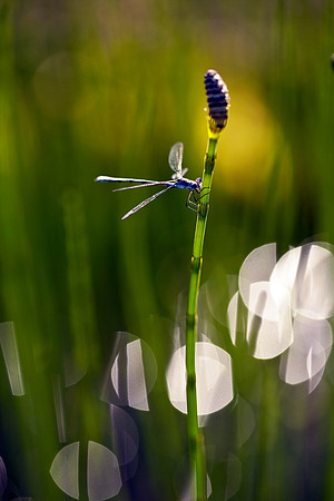 Damselfly on Horsetail in marsh