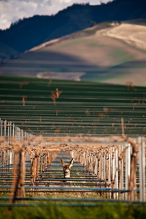 Deer in Vineyard