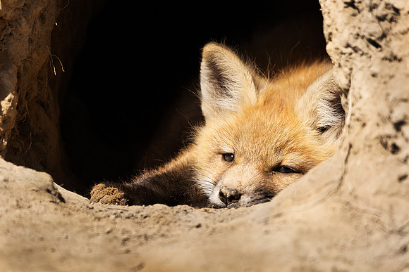 Fox kit