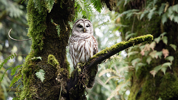Barred Owl