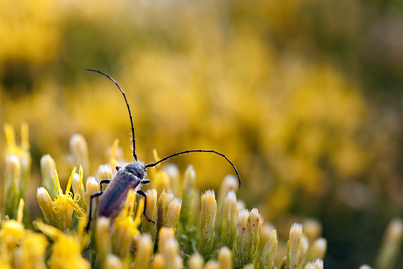 Long Horn beetle