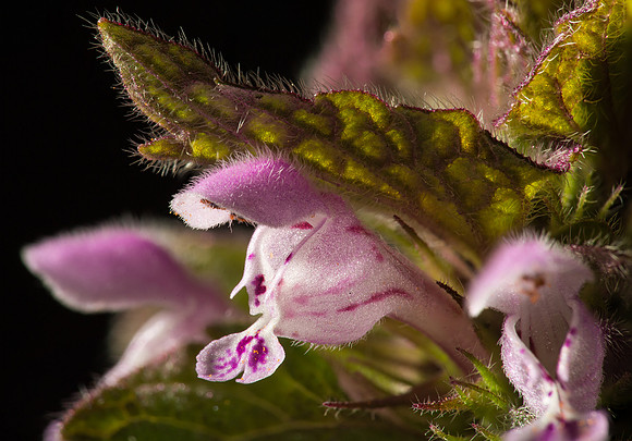 Purple Deadnettle