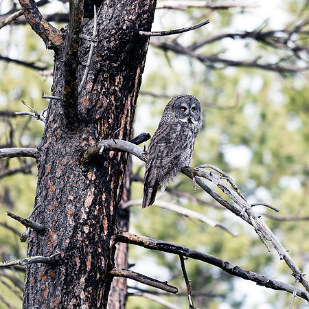 Great Gray Owl