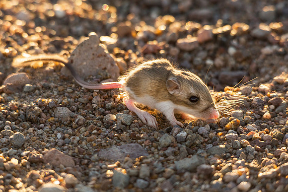 Kangaroo Rat