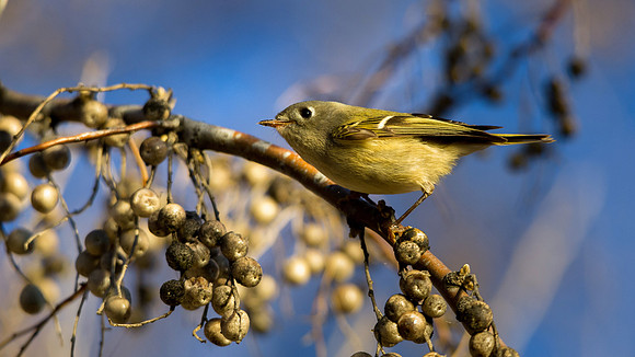 Cassins Vireo