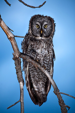Great Gray Owl