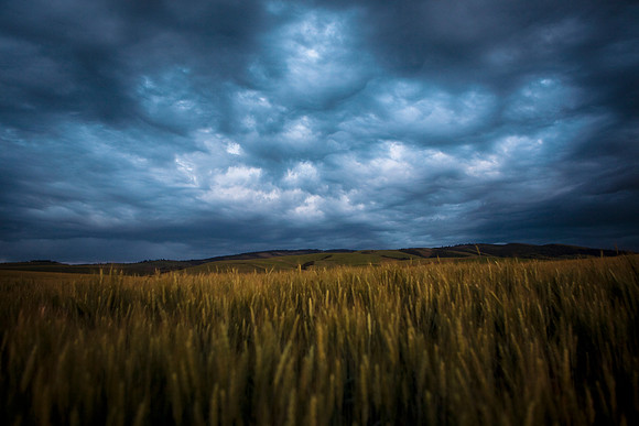 Wheat field at dusk, Walla Walla