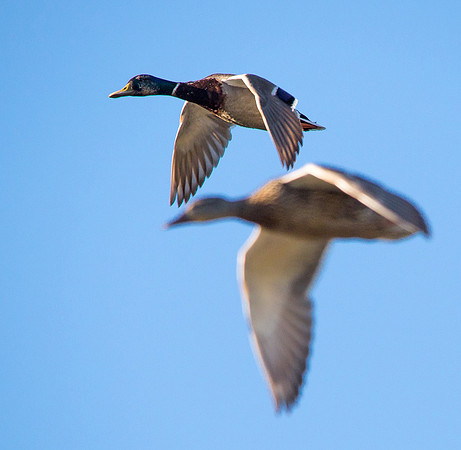 Mallards