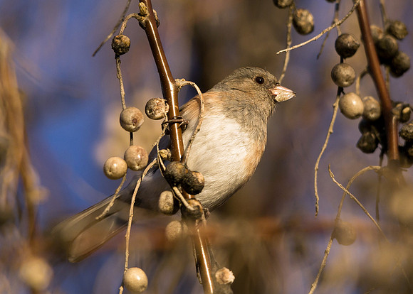 Dark-eyed Junco