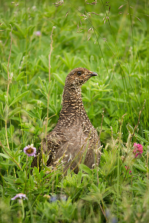Sooty Grouse