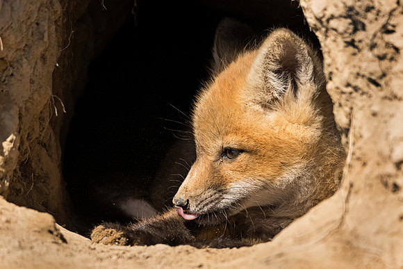Fox kit