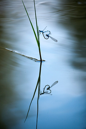 Mating Damselflies
